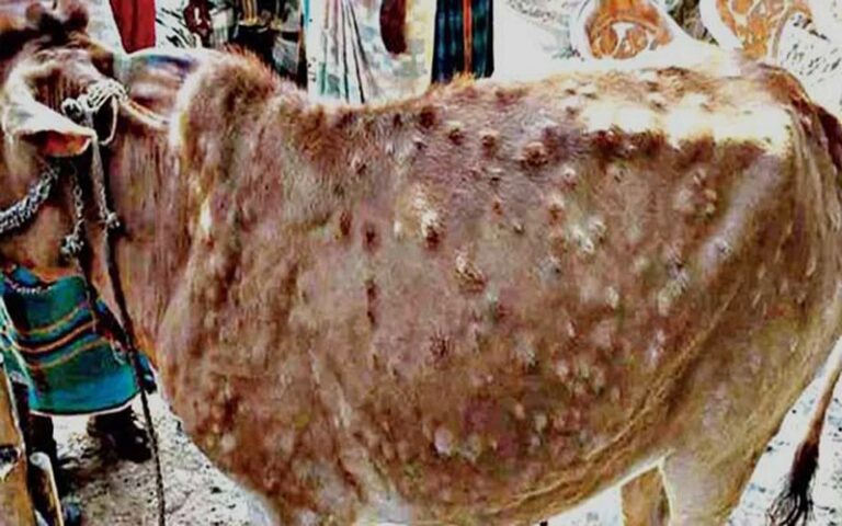 Lumpy Skin Disease In Cattle Carus Laboratories